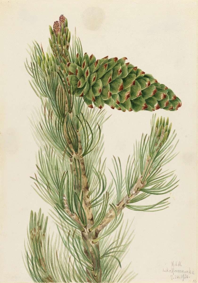 Limber Pine (Pinus flexilis) — Mary Vaux Walcott