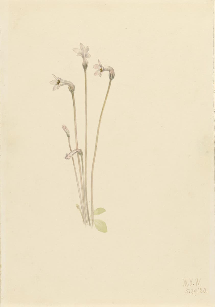 Ghostpipe (Thalesia uniflora) — Mary Vaux Walcott