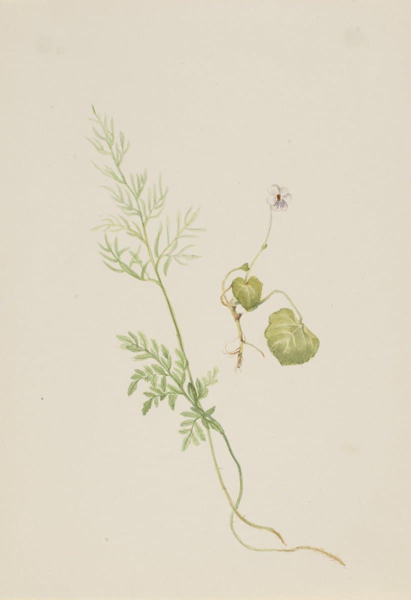 Viola palustris — Mary Vaux Walcott