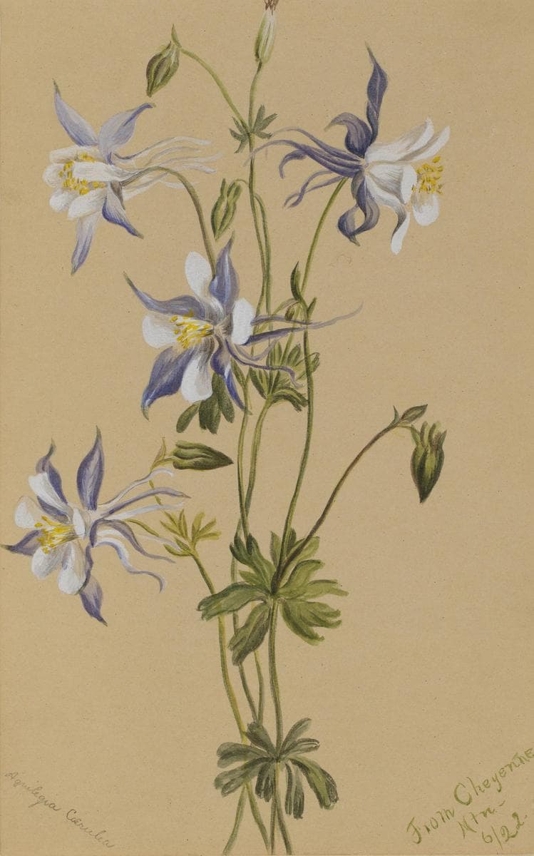 Blue Columbine (Aquilegia caerulea) — Mary Vaux Walcott