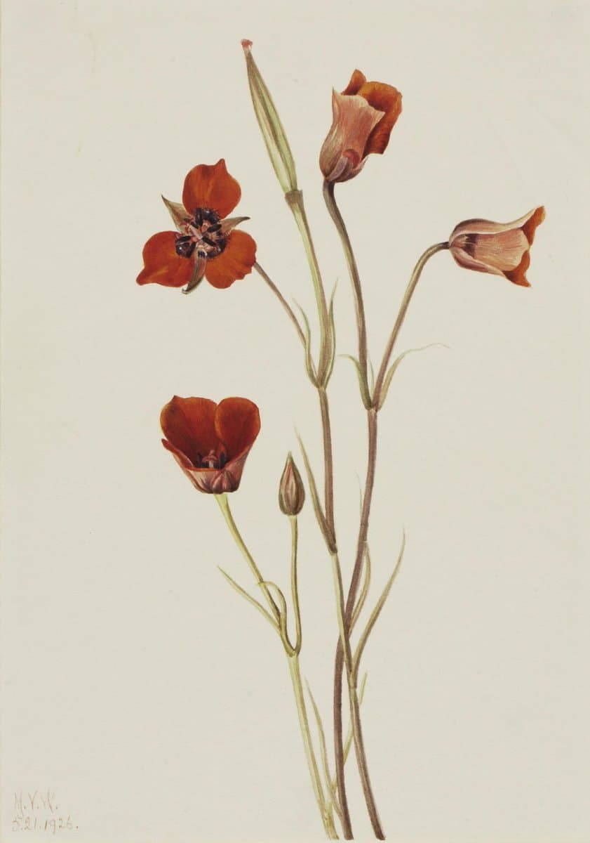 Scarlet Mariposa (Calochortus kennedyi) — Mary Vaux Walcott