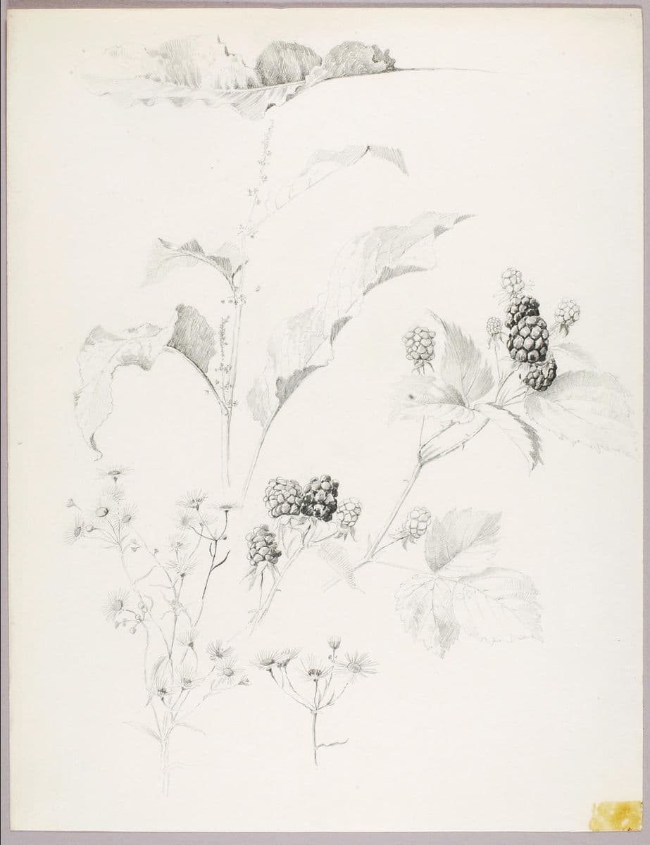Untitled (Daisies and Blackberries) — George Elbert Burr