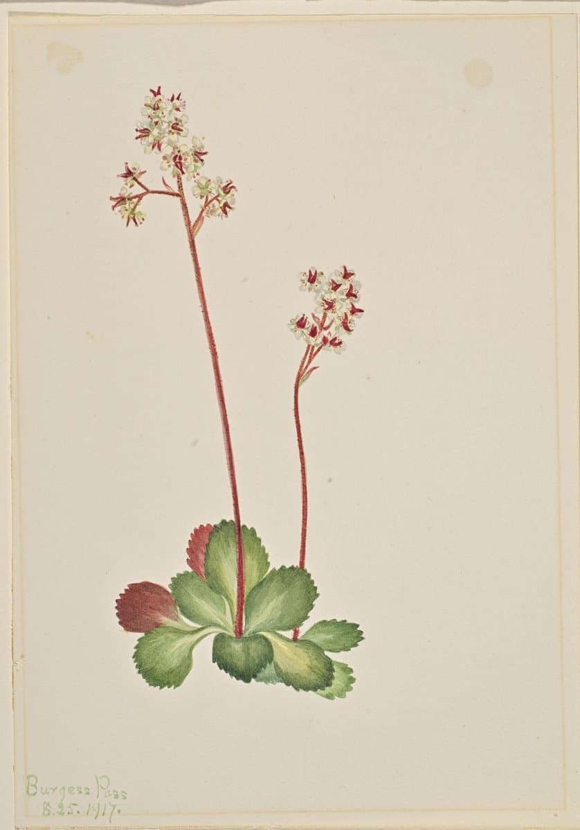 Evergreen Saxifrage (Leptarrhena pyrolifolia) — Mary Vaux Walcott