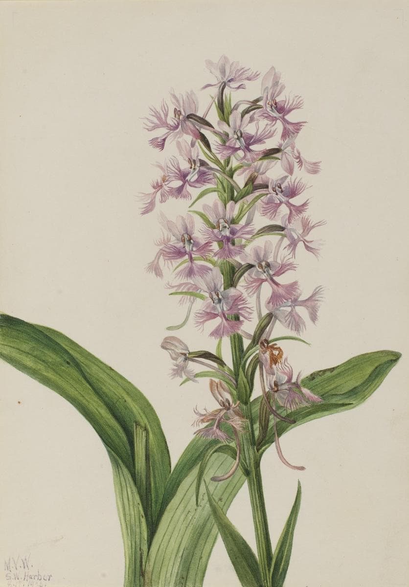 Large Purple Fringe-Orchid (Habenaria grandiflora) — Mary Vaux Walcott