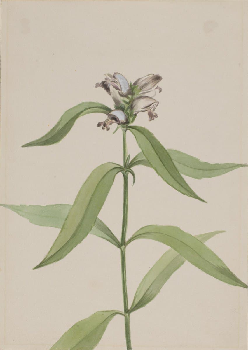Turtlehead (Chelone glabra) — Mary Vaux Walcott