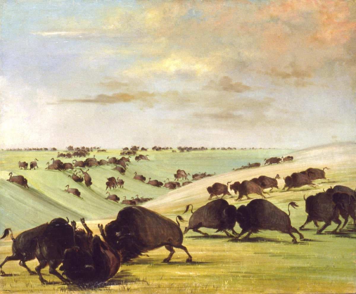 Buffalo Bulls Fighting in Running Season, Upper Missouri — George Catlin