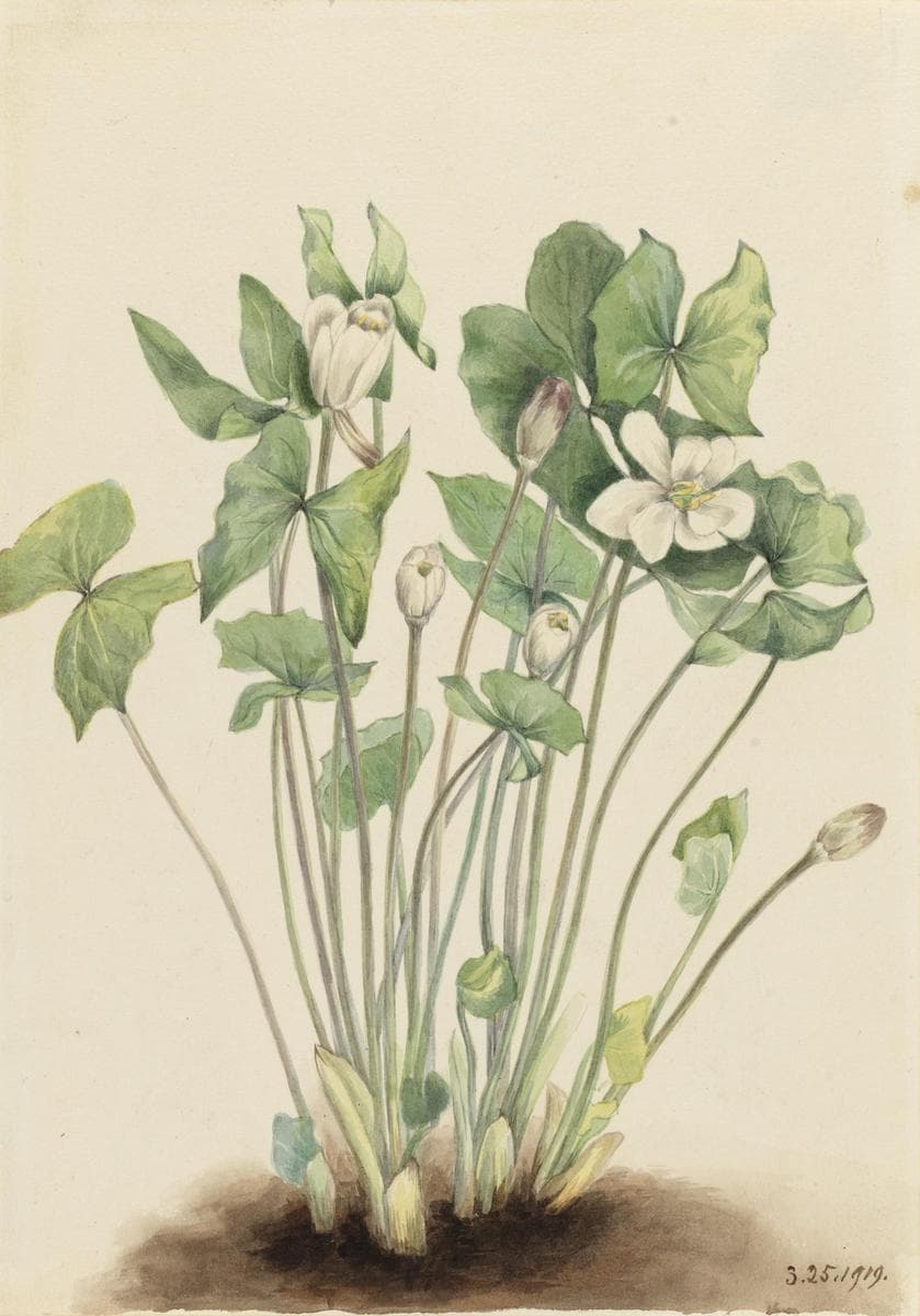 Twinleaf (Jeffersonia diphylla) — Mary Vaux Walcott