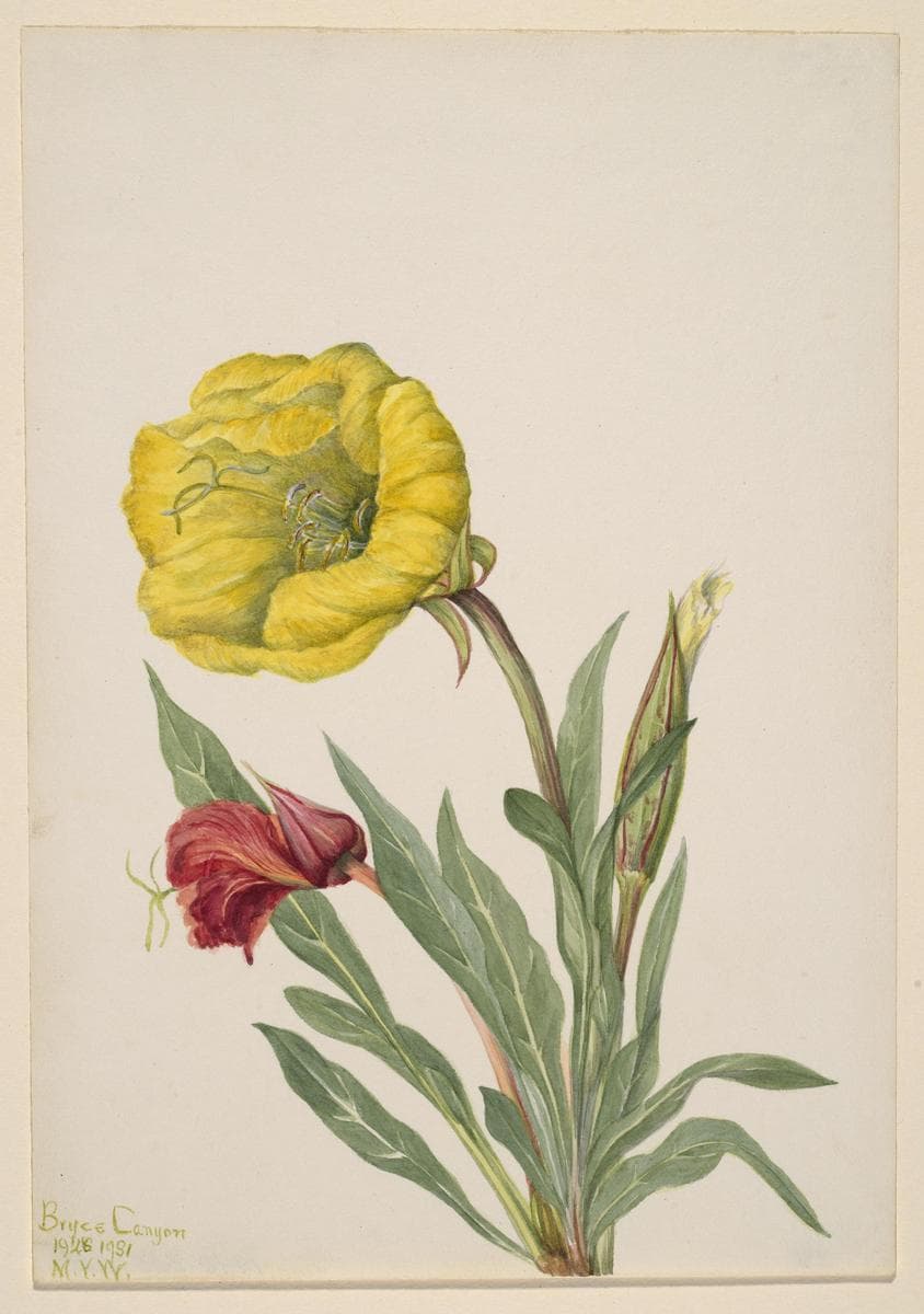 Evening Primrose (Oenothera howardi) — Mary Vaux Walcott