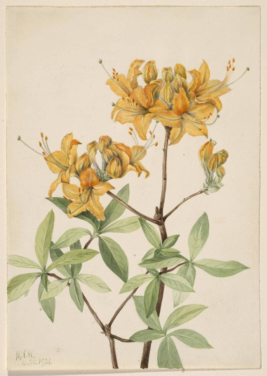Flame Azalea (Azalea lutea) — Mary Vaux Walcott