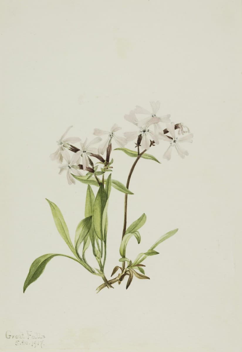 Peatpink (Silene caroliniana) — Mary Vaux Walcott
