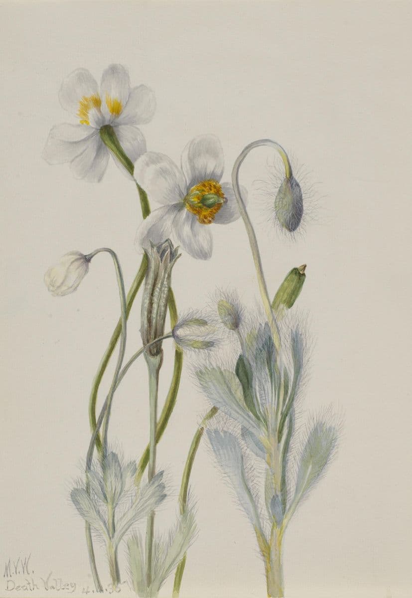 Bearpoppy (Arctomecon merriami) — Mary Vaux Walcott