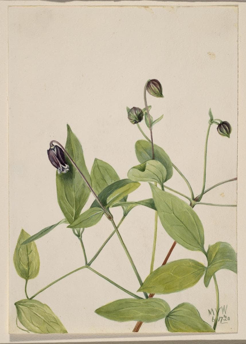 Leather Flower (Clematis viorna) — Mary Vaux Walcott