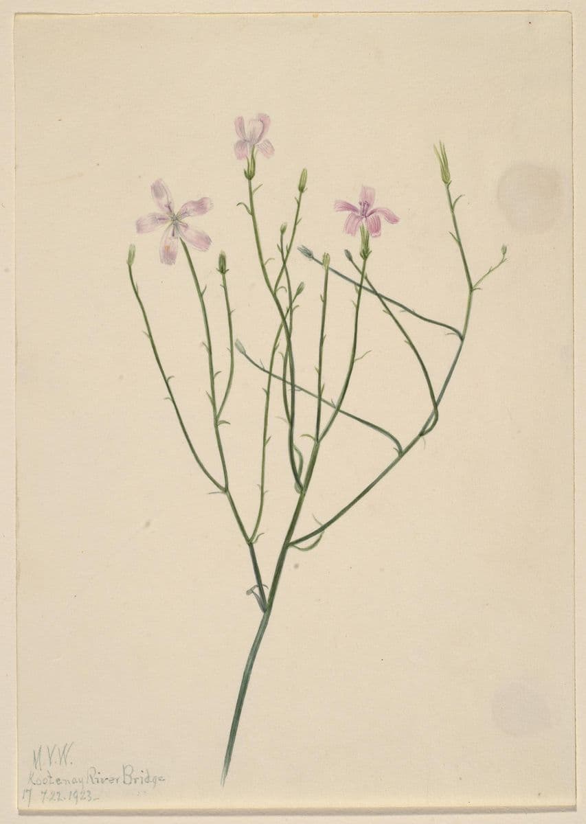 Skeleton Flower (Lygodesmia juncea) — Mary Vaux Walcott