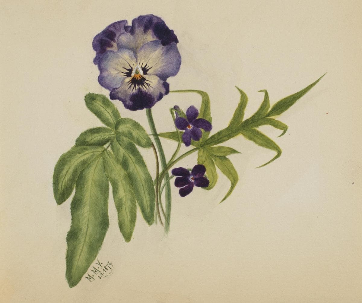 Untitled (Pansy) — Mary Vaux Walcott