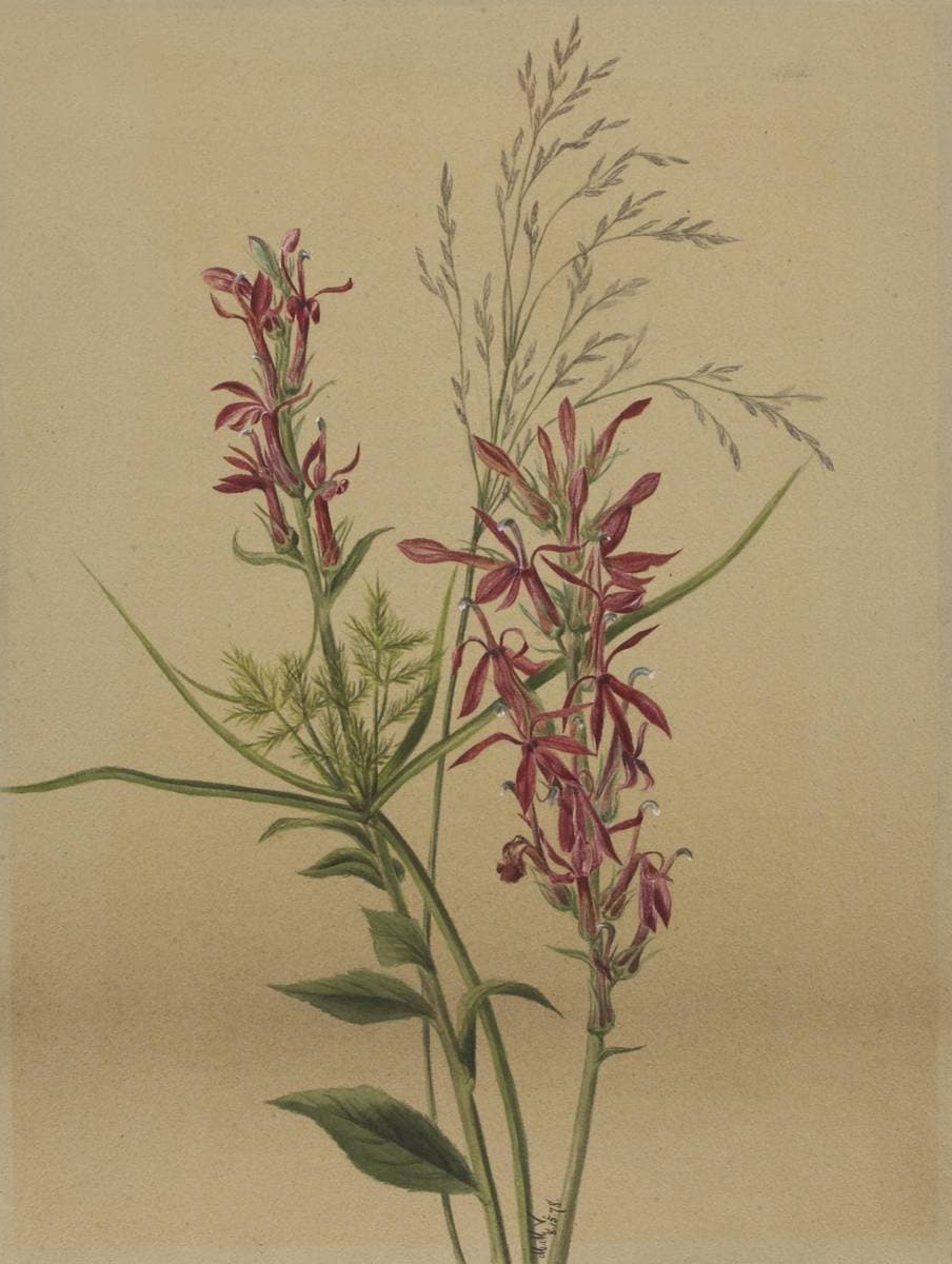 Cardinal Flower (Lobelia cardinalis) — Mary Vaux Walcott