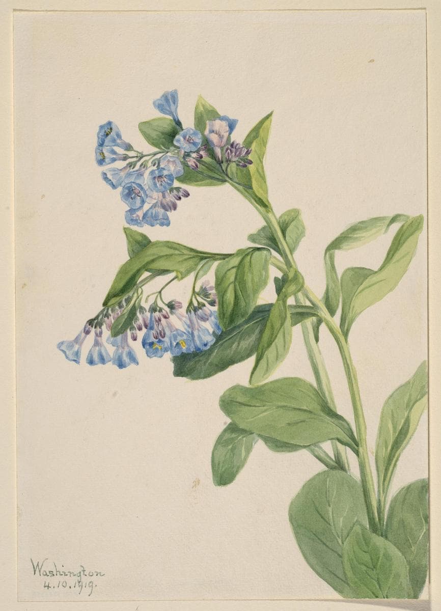 Virginia Bluebells (Mertensia virginica) — Mary Vaux Walcott