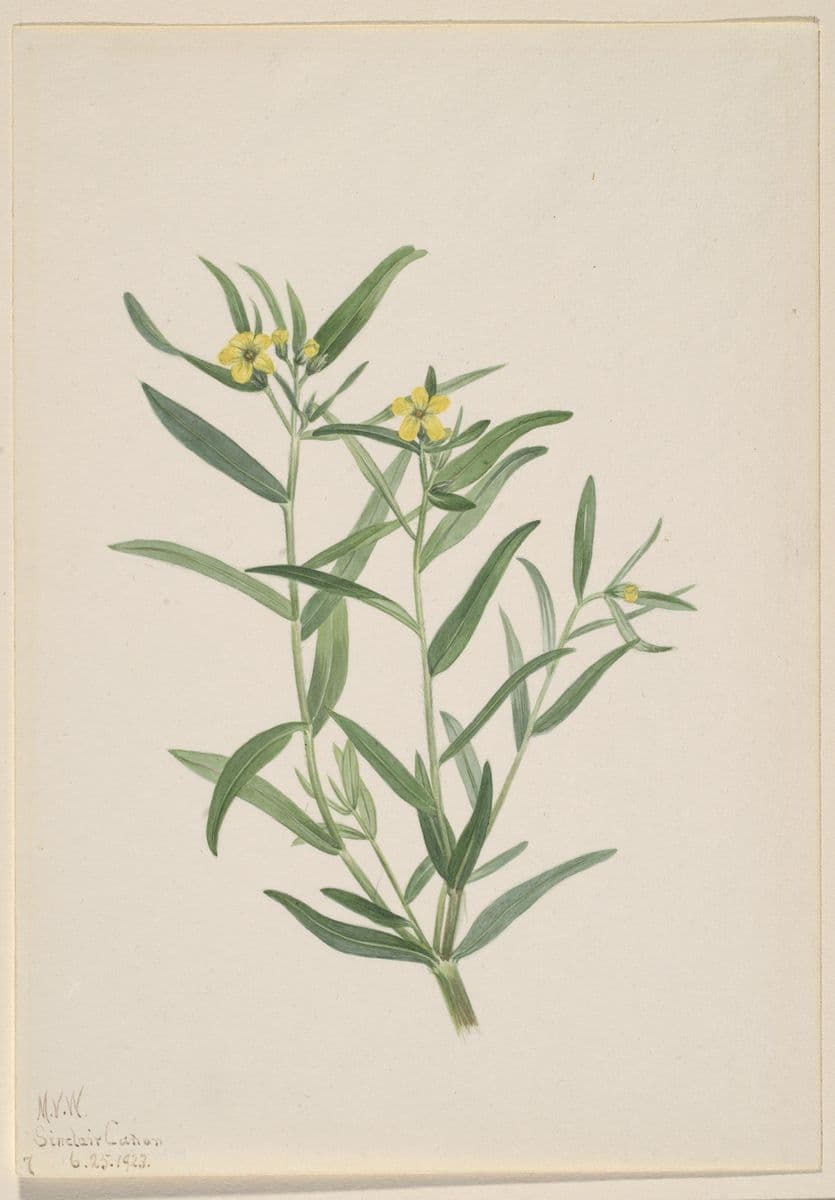 Untitled (Flower Study) — Mary Vaux Walcott