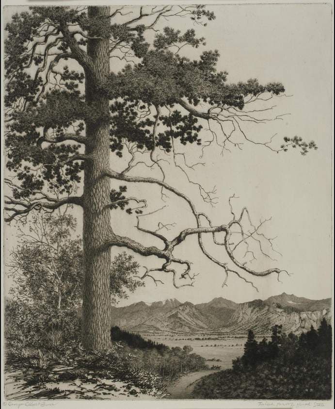 Old Pine, Estes Park — George Elbert Burr