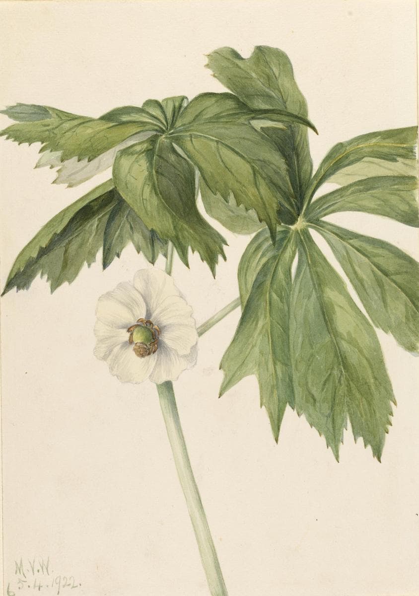 Mayapple (Podphyllum paltatum) — Mary Vaux Walcott