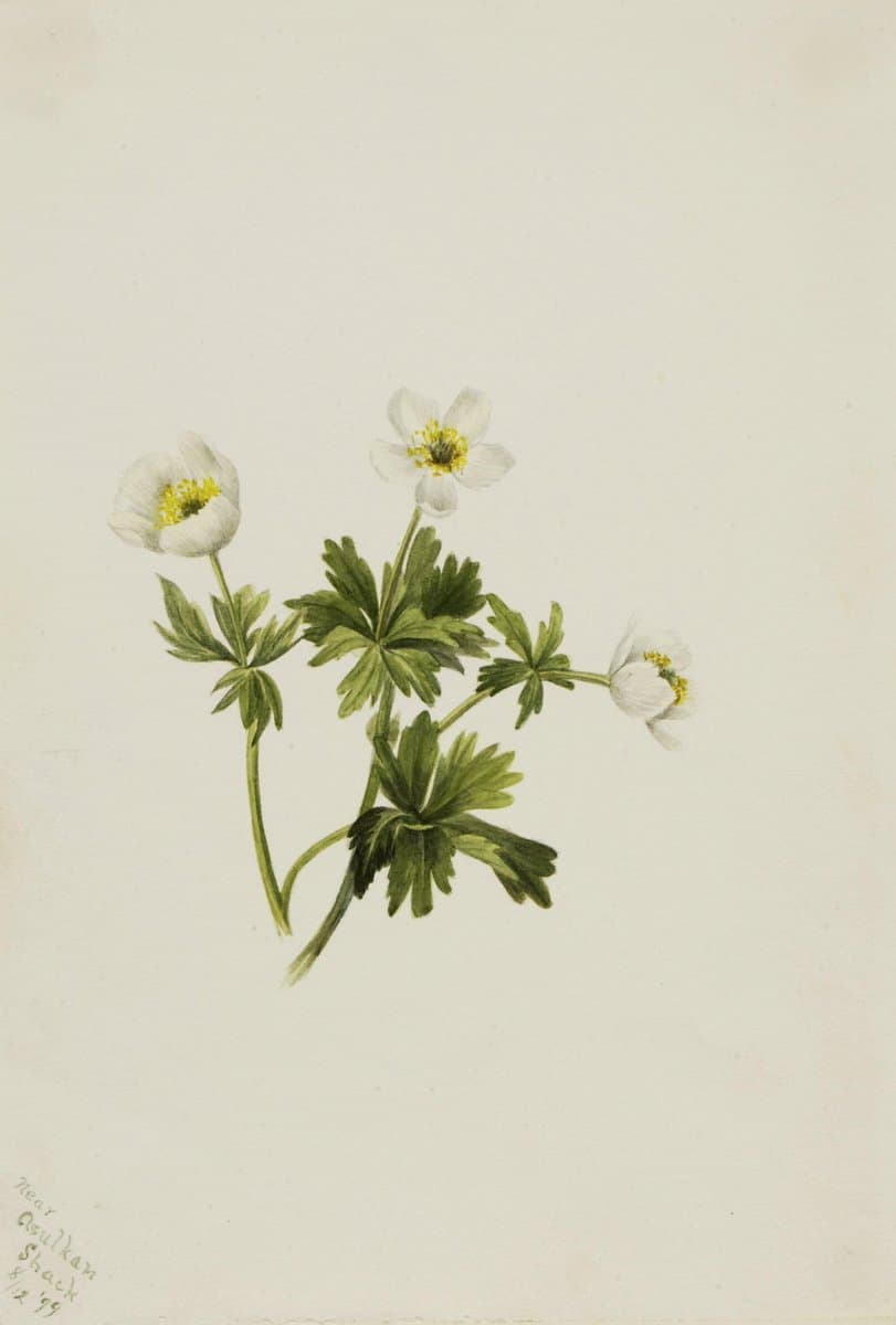 White Globeflower (Trollius albiflorus) — Mary Vaux Walcott