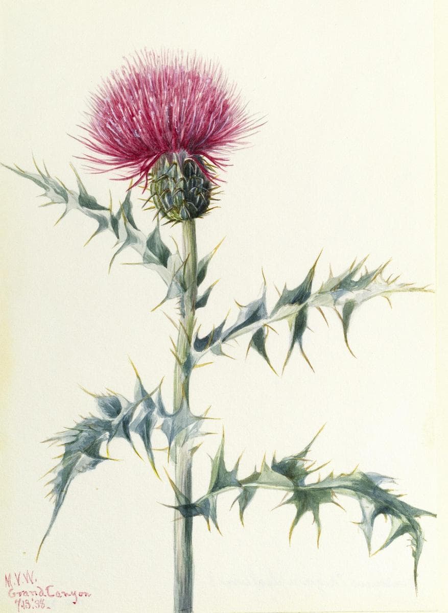 Thistle (Cirsium arizonica) — Mary Vaux Walcott