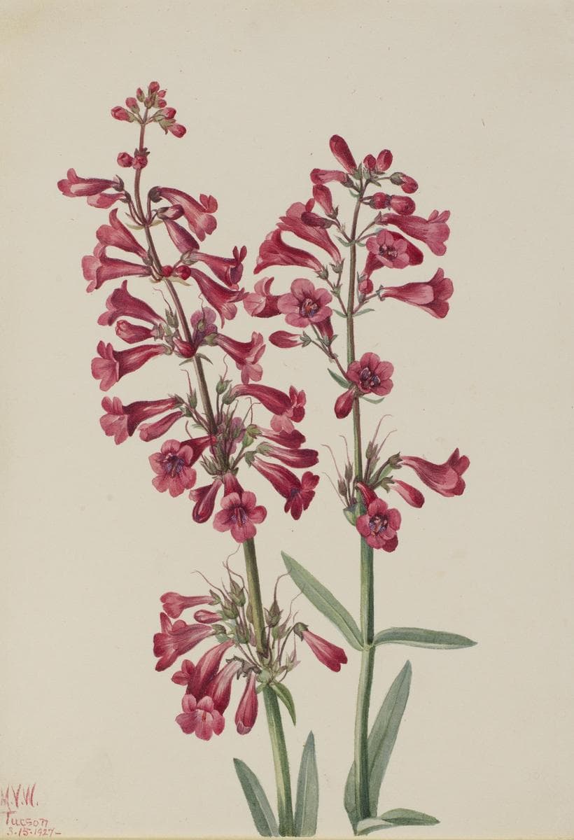 Parry's Penstemon (Penstemon parryi) — Mary Vaux Walcott