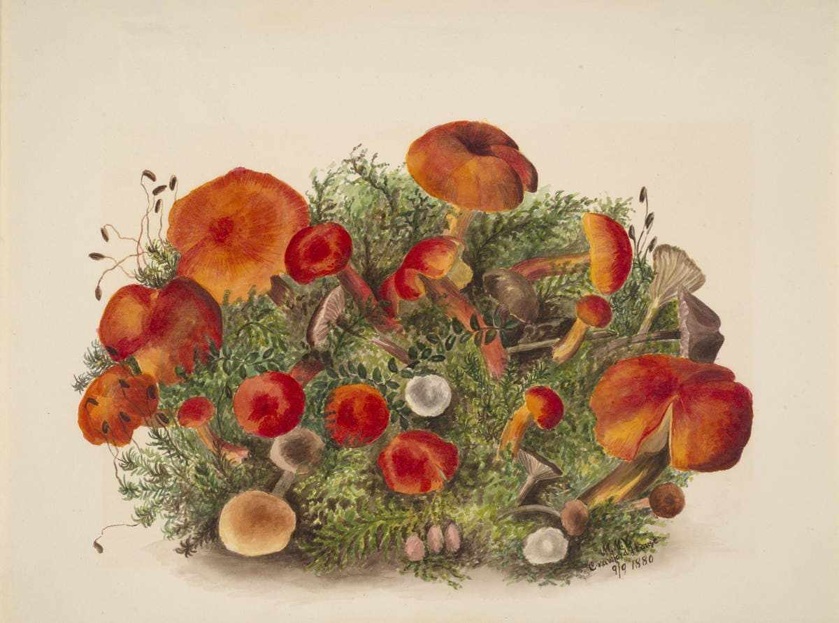 (Untitled--Study of Mushrooms) — Mary Vaux Walcott