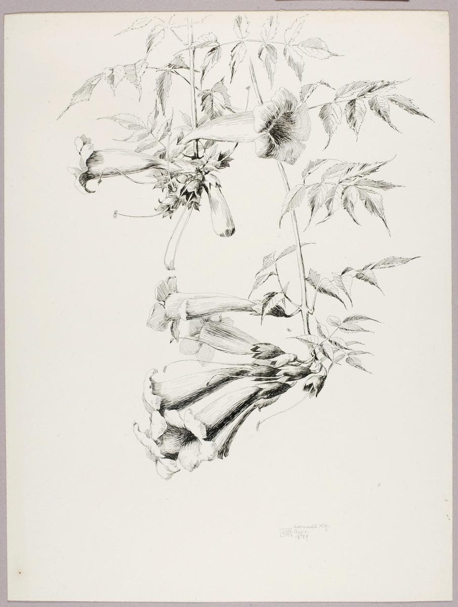 Untitled (Trumpet Vine) — George Elbert Burr