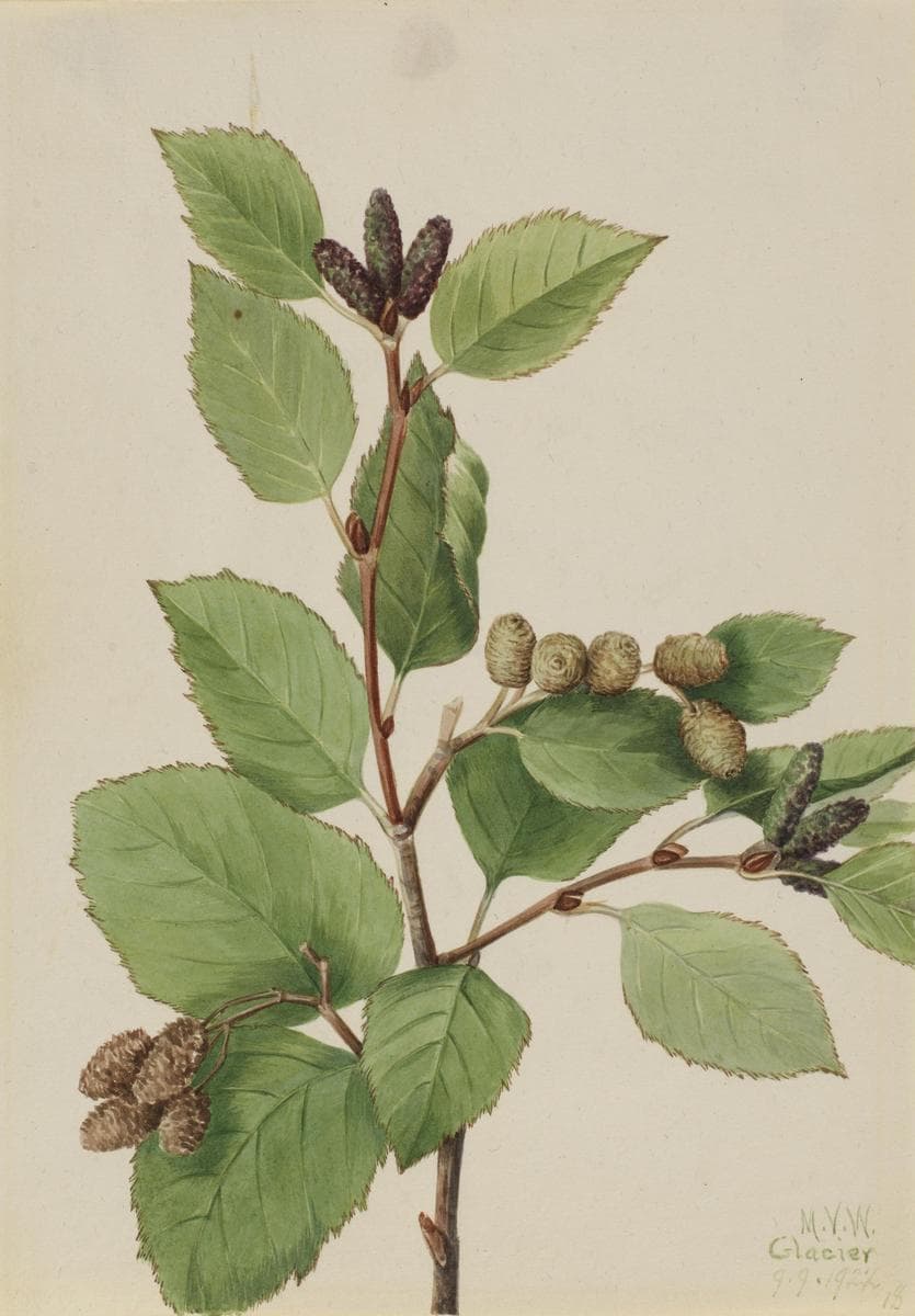 Western Green Alder (Alnus sinuata) — Mary Vaux Walcott