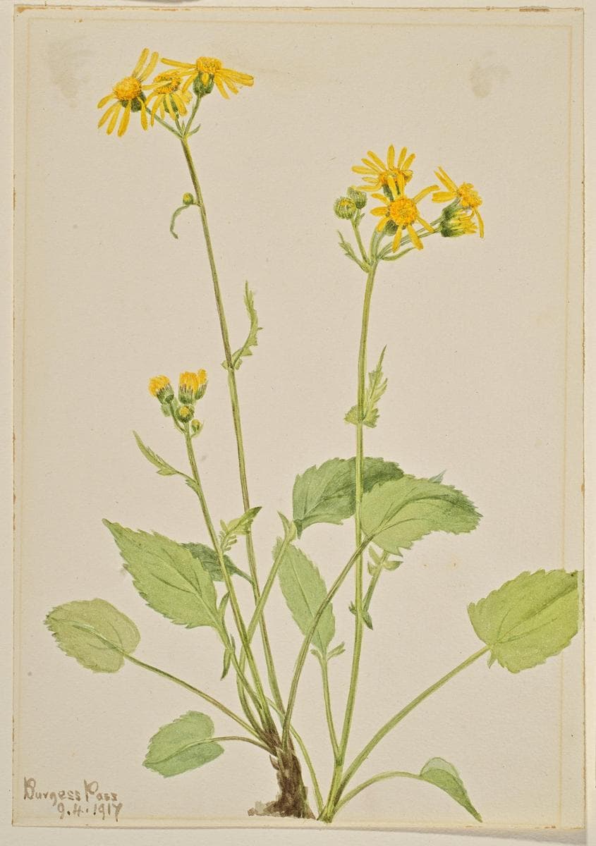 Ragwort (Senecio burkei) — Mary Vaux Walcott