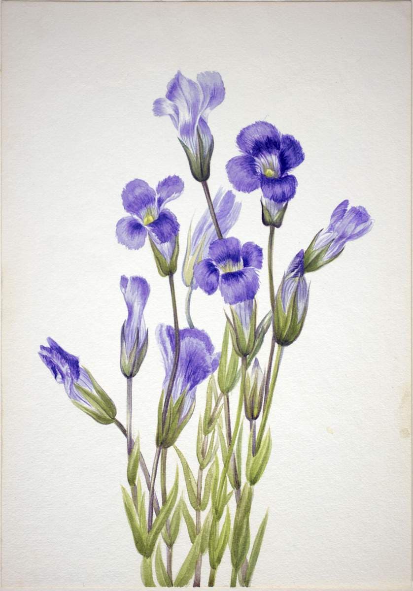 Fringed Gentian (Gentiana elegana) — Mary Vaux Walcott