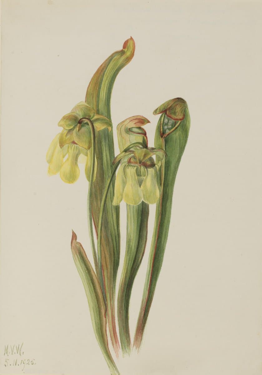 Hooded Pitcherplant (Sarracenia minor) — Mary Vaux Walcott