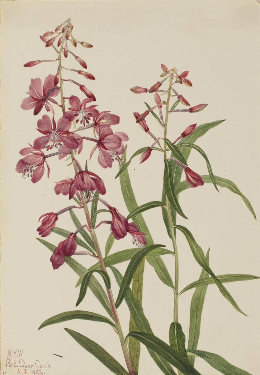 Fireweed (Epilobium angustifolium) — Mary Vaux Walcott