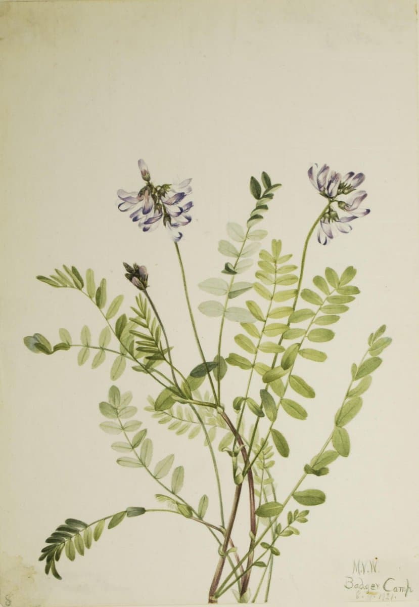Alpine Milkvetch (Astragalus alpinus) — Mary Vaux Walcott
