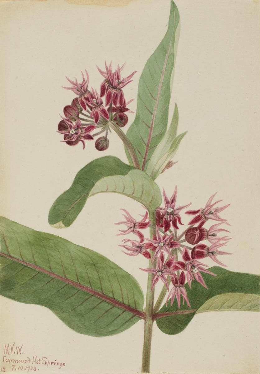Showy Milkweed (Asclepias speciosa) — Mary Vaux Walcott