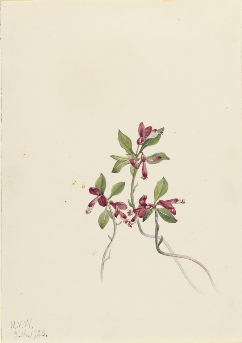 Fringed Polygala (Polygala paucifolia) — Mary Vaux Walcott