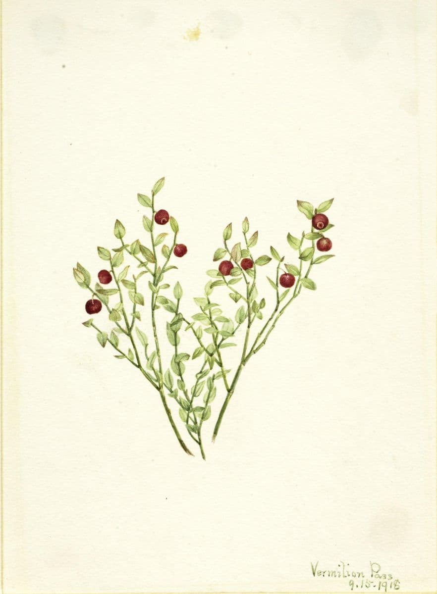 Grouse Whortleberry (Vaccinium scoparium) — Mary Vaux Walcott