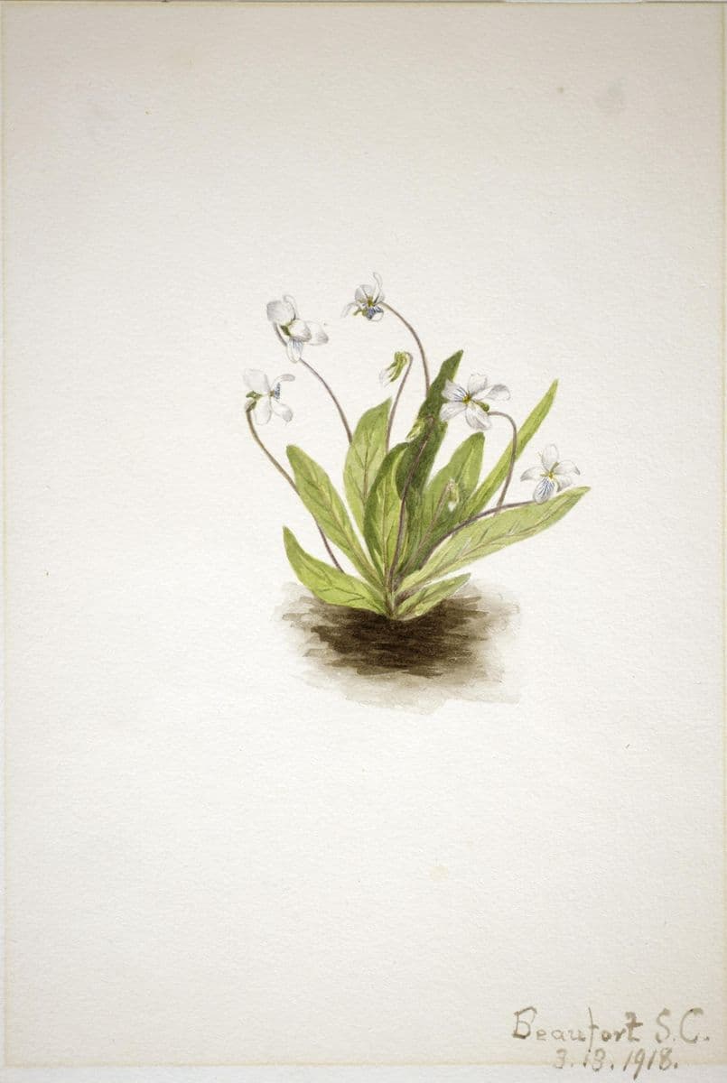 Primrose Violet (Viola primulifolia) — Mary Vaux Walcott