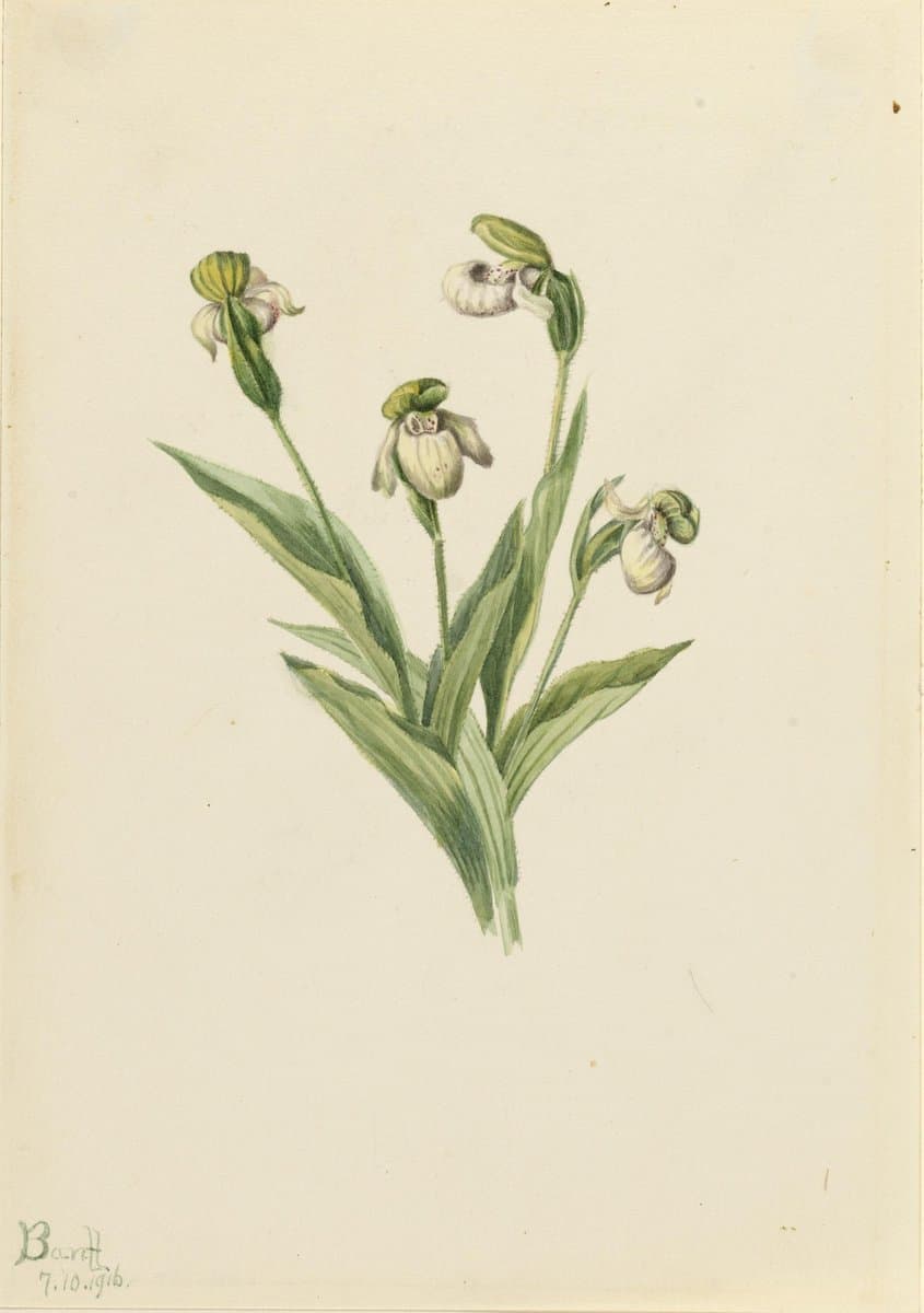 Northern Lady's Slipper (Cypripedium passerinum) — Mary Vaux Walcott