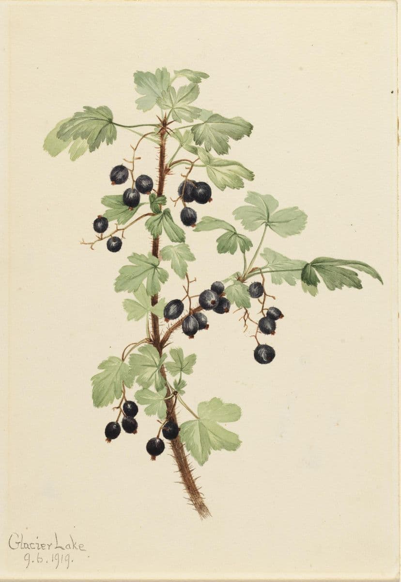 Prickly Currant (Ribes lacustre) — Mary Vaux Walcott