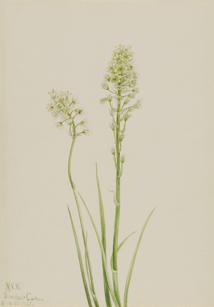 Death Camas (Zygadenus venenosus) — Mary Vaux Walcott