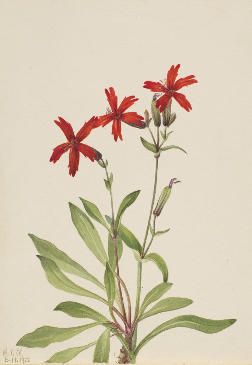 Fire Pink (Silene virginica) — Mary Vaux Walcott