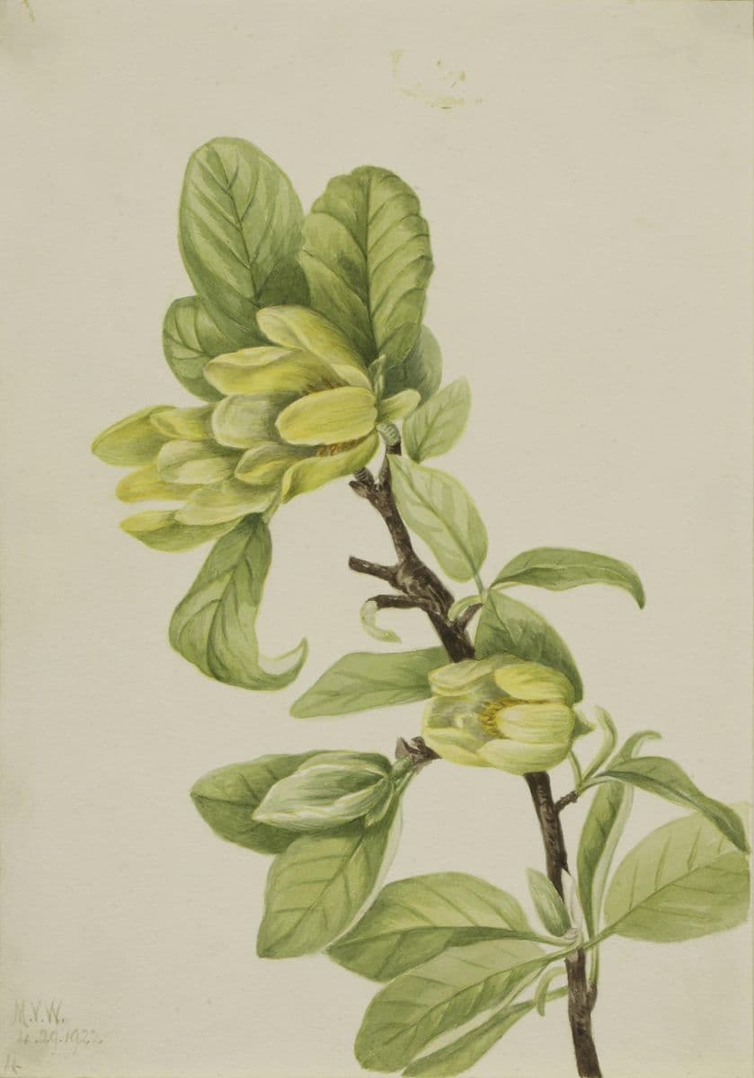 Yellow Cucumbertree (Magnolia cordata) — Mary Vaux Walcott