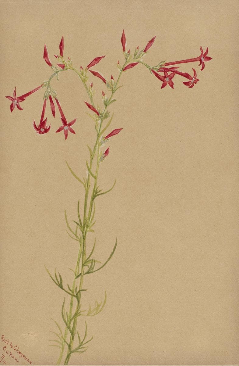 Untitled--Flower Study — Mary Vaux Walcott
