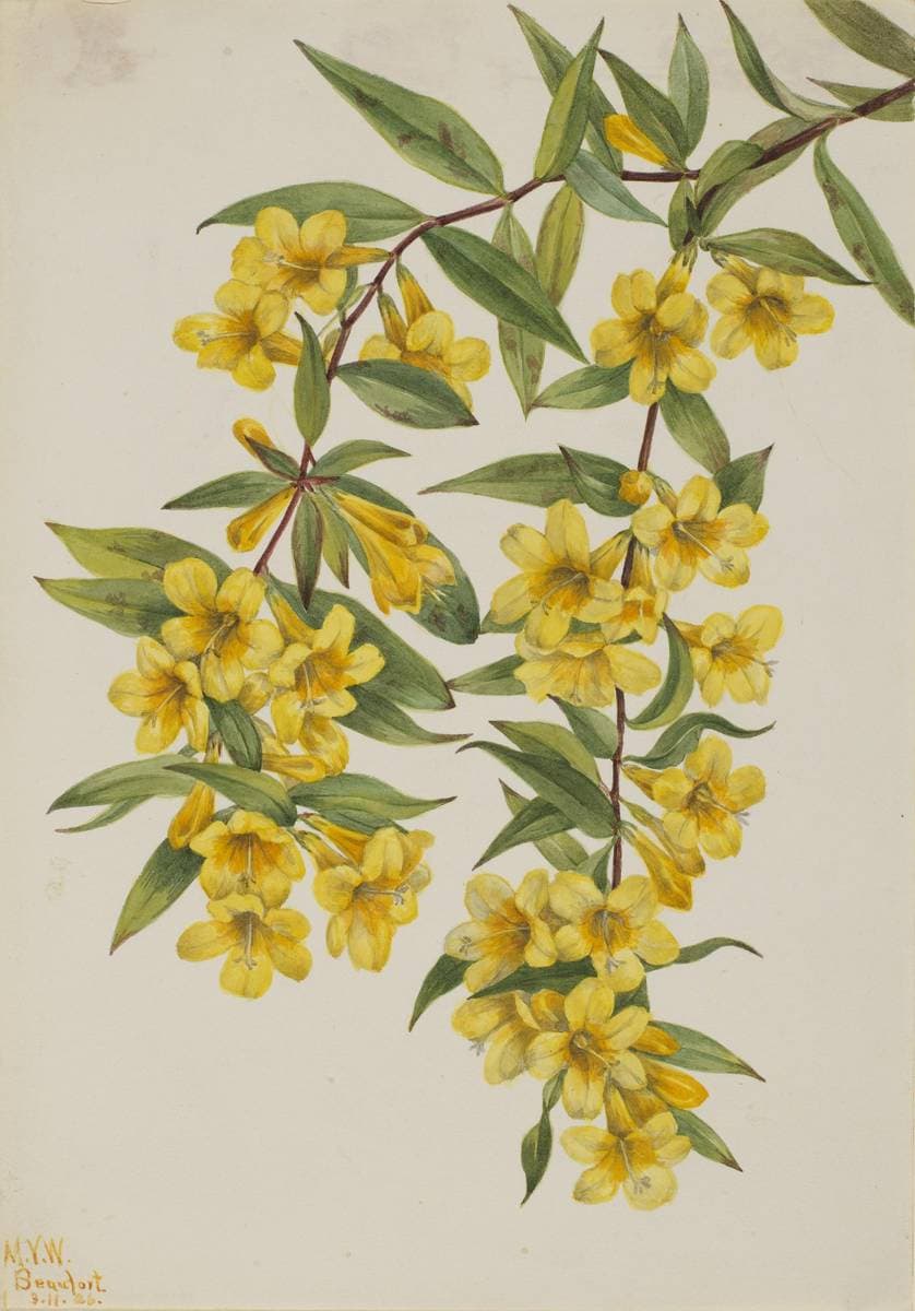 Carolina Jessamine (Gelsemium sempervirens) — Mary Vaux Walcott