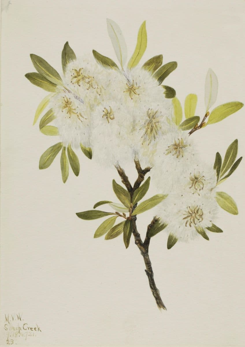 Drummond Willow (Salix drummondiana) — Mary Vaux Walcott