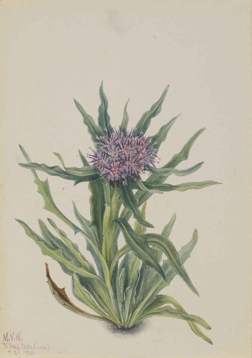 Saussurea (Saussurea densa) — Mary Vaux Walcott