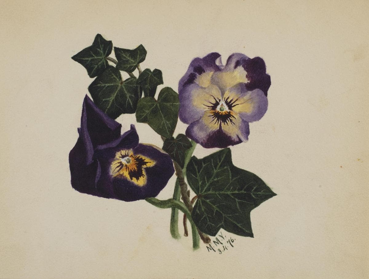 Untitled (Pansies and Ivy) — Mary Vaux Walcott
