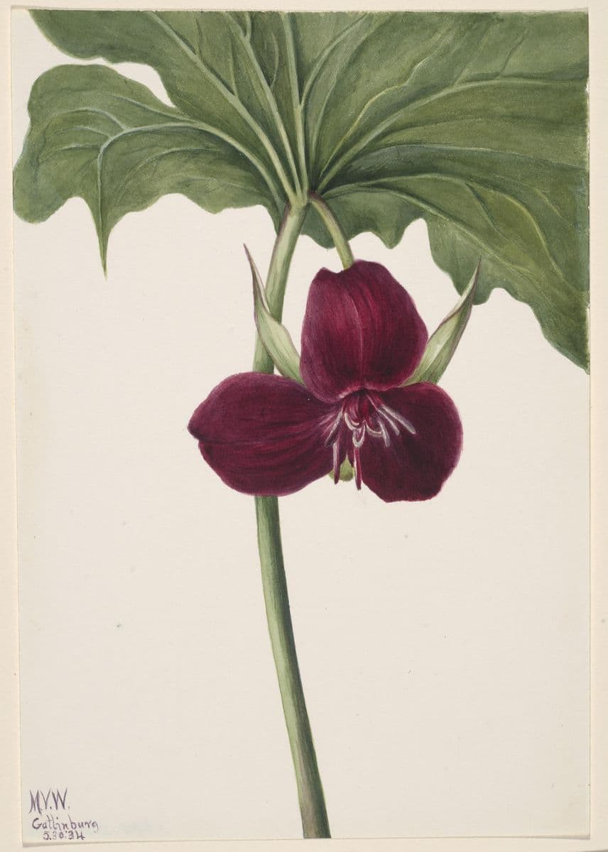 Sweet Trillium (Trillium vasyi) — Mary Vaux Walcott