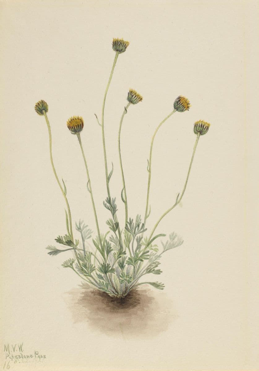 Cut Leaf Fleabane (Erigeron compositus nudus) — Mary Vaux Walcott